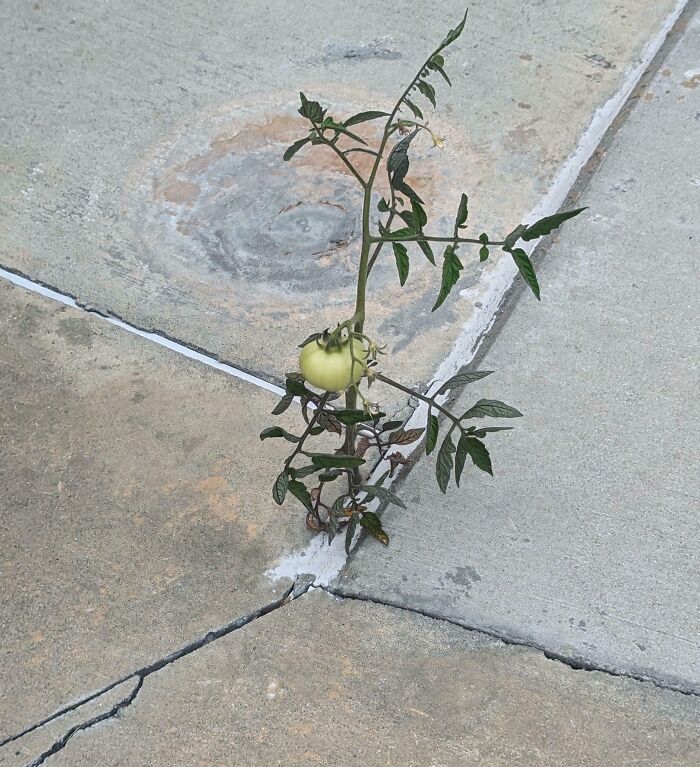 A lone tomato plant growing through c*****d concrete, symbolizing resilience amid challenges.