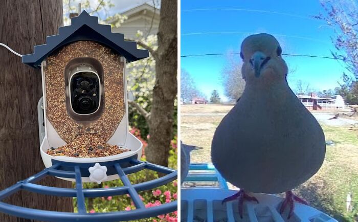 Security camera disguised as a bird feeder capturing a close-up photo of a curious bird on a sunny day outdoors.