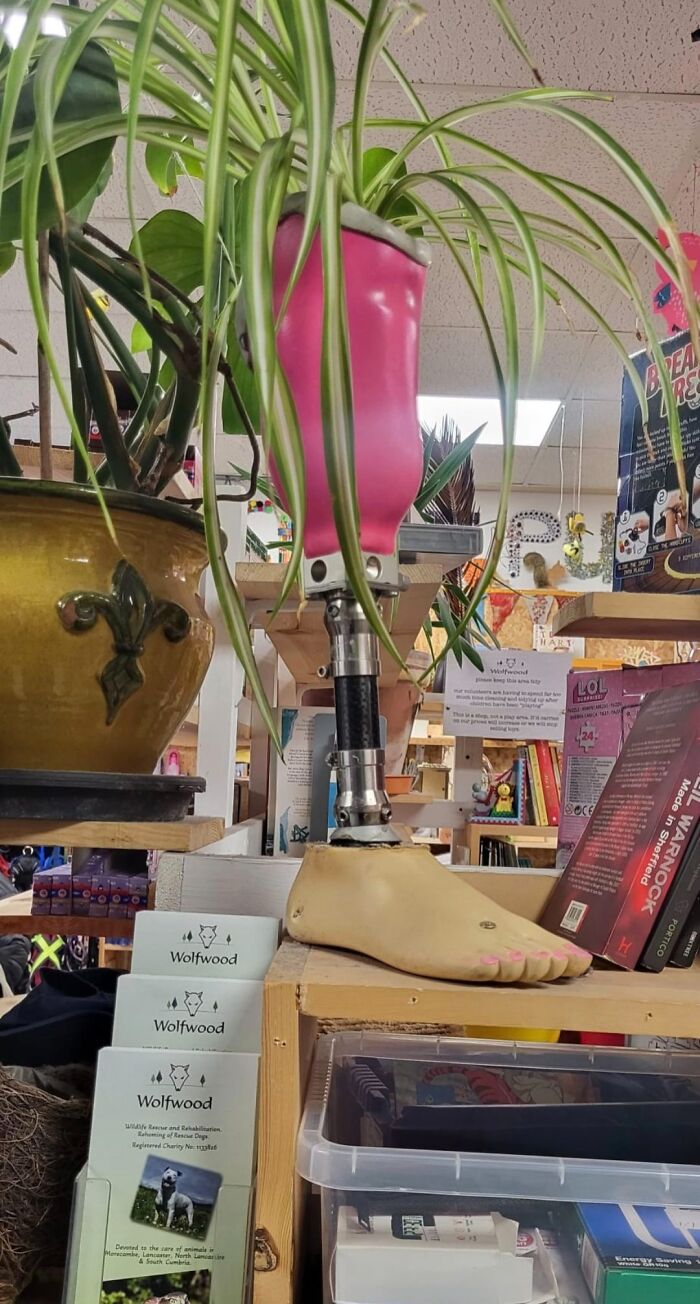 Bizarre treasure in secondhand shop: prosthetic leg used as a plant holder with greenery.