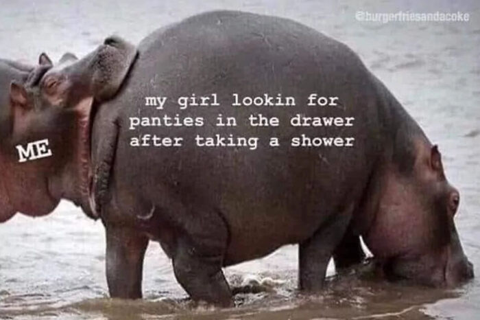 Two hippos representing a love meme about finding panties after a shower.