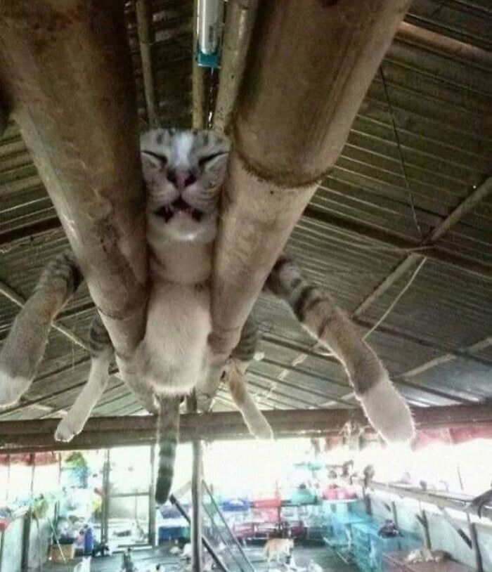 Cat resting humorously between pipes in a cozy setting, uplifting spirits with its playful position.