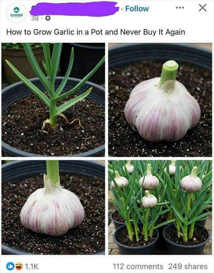 Confidently incorrect garlic growing guide shown with potted garlic plants and bulbs.