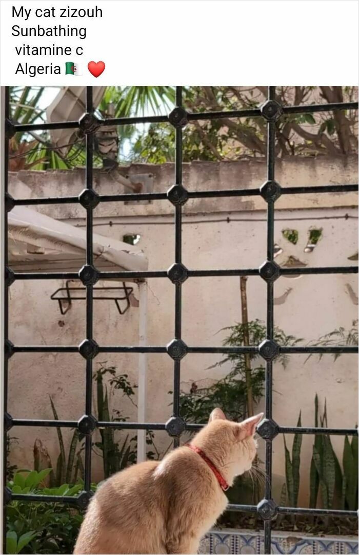 Cat sunbathing behind a window grill, enjoying the view of a yard with plants in Algeria. Confidently incorrect vibes.