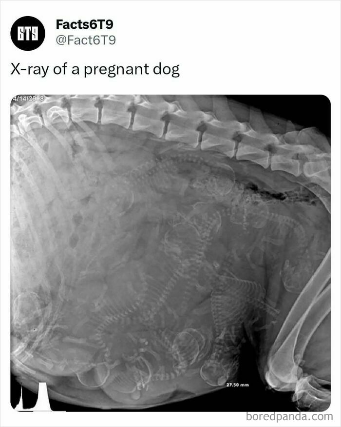 X-ray showing a pregnant dog, illustrating the concept of dogs possibly domesticating themselves.