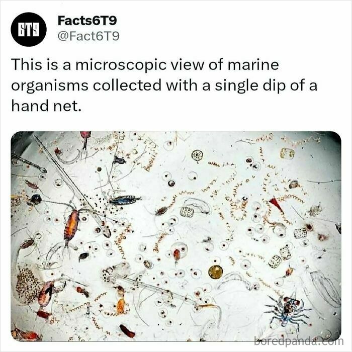 Microscopic view of marine organisms captured with a hand net, showing diverse sea life intriguing to the brain.