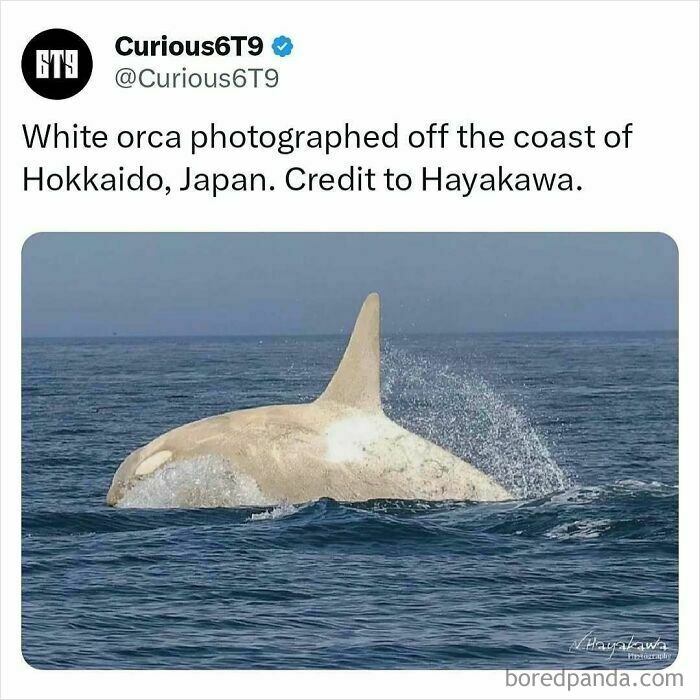White orca spotted off Hokkaido, Japan, surfacing in the ocean.
