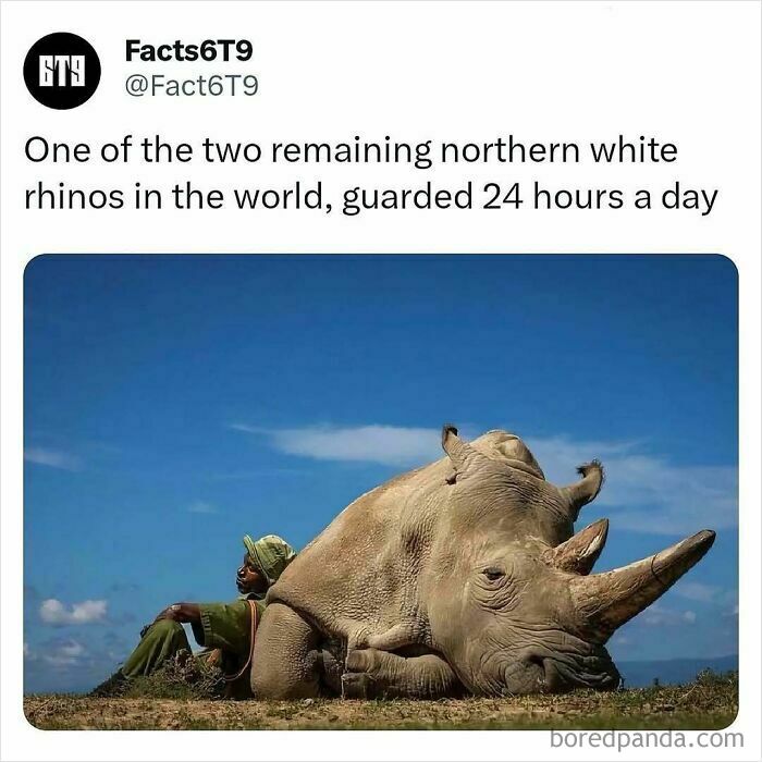 Northern white rhino guarded by person under a clear blue sky, symbolizing conservation efforts.