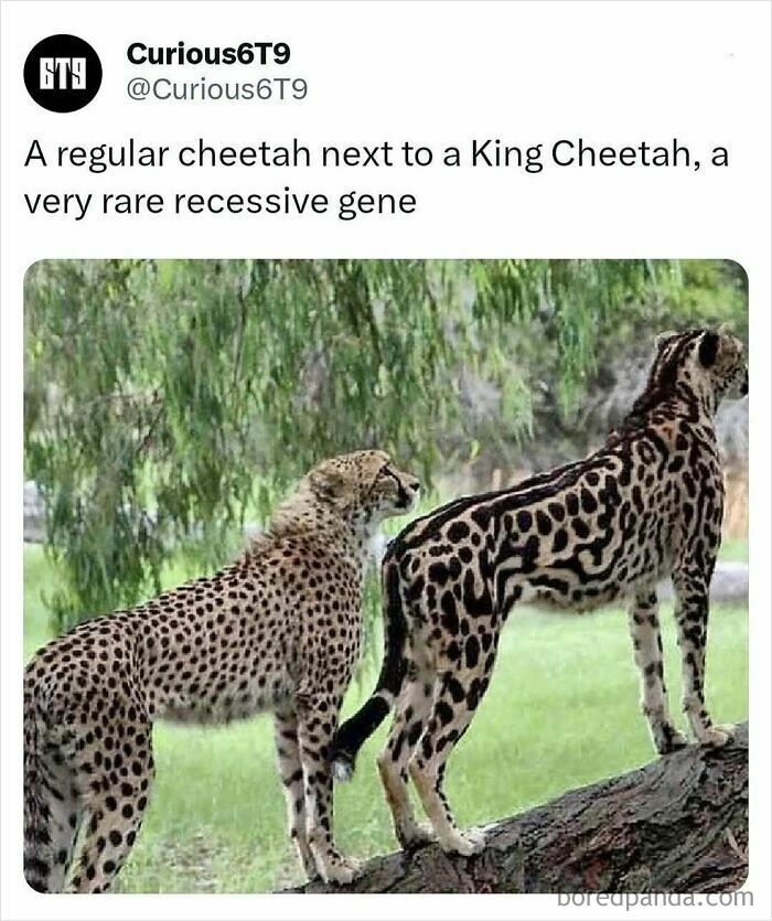 Regular cheetah and King Cheetah on a log, highlighting rare recessive gene.