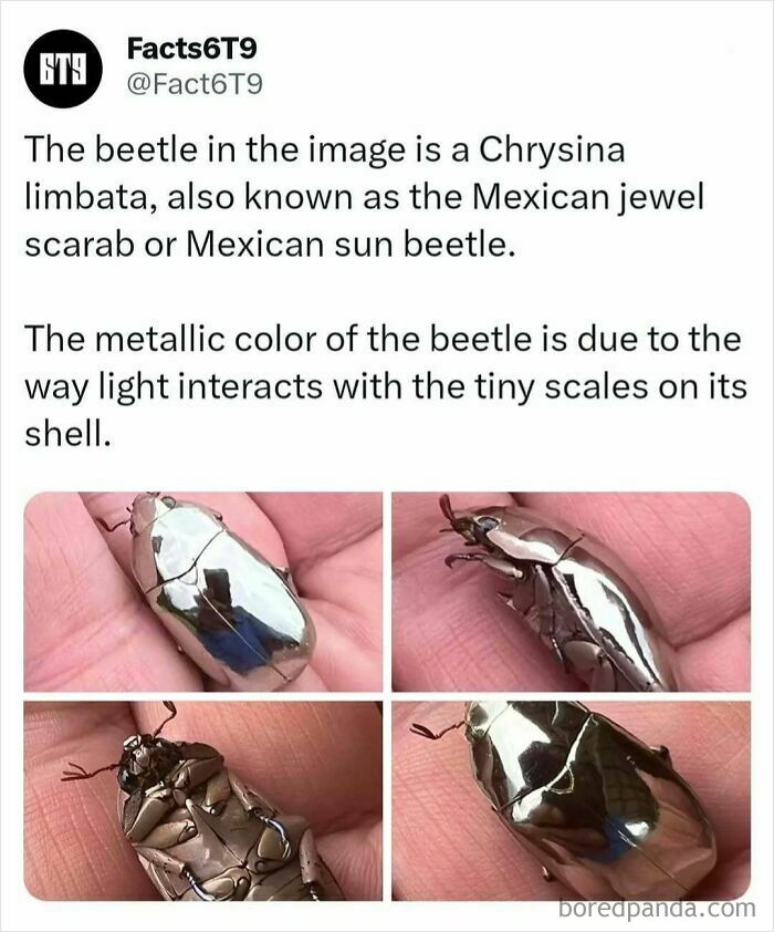 Metallic Chryzina limbata beetle in hand, showing light reflection patterns.