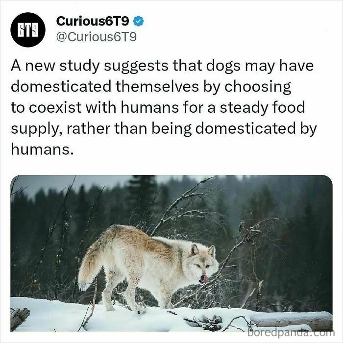 Dog in snowy forest, suggesting self-domestication for coexistence with humans, seeking steady food supply.