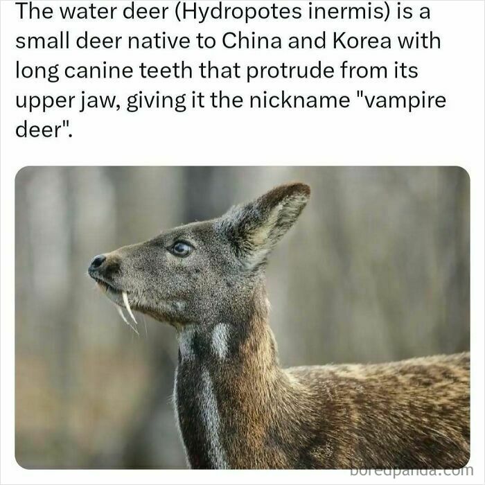 Deer with long canine teeth, often called "vampire deer," against a blurred natural background.