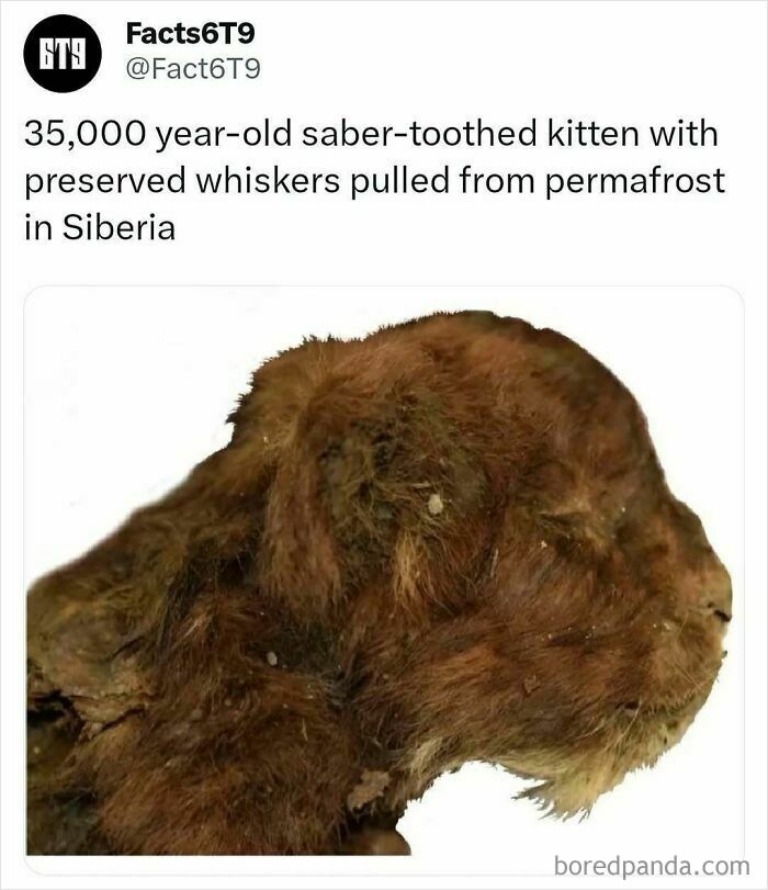 Saber-toothed kitten with whiskers found in Siberian permafrost.