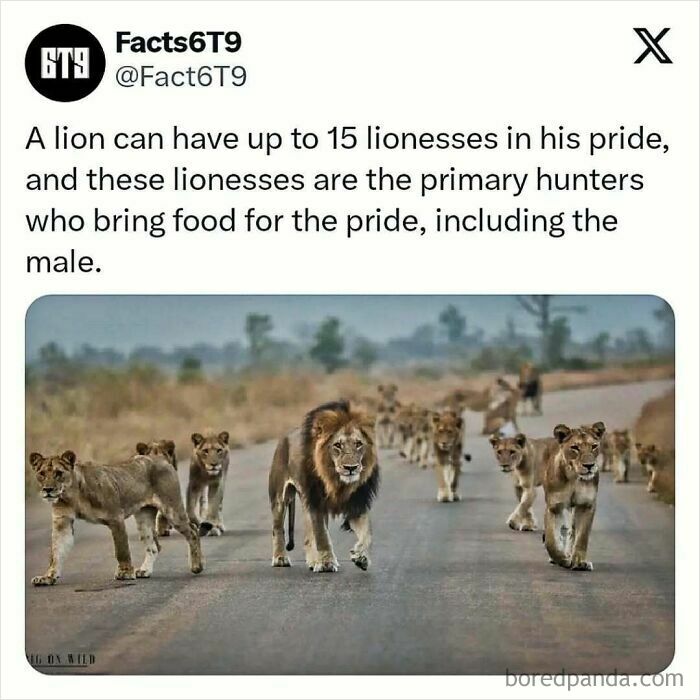 Lion pride walking on a road, with lionesses leading the hunt, showcasing their social behavior for survival in the wild.