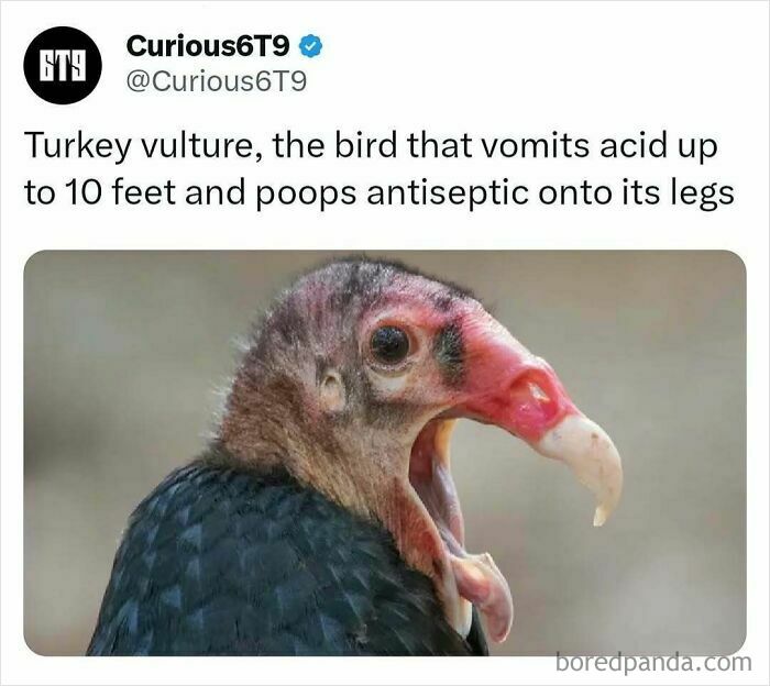 Turkey vulture with open beak, known for vomiting acid and pooping antiseptic.