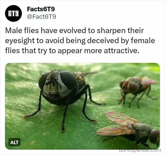 A close-up of a male fly on a green leaf, highlighting its evolved eyesight.