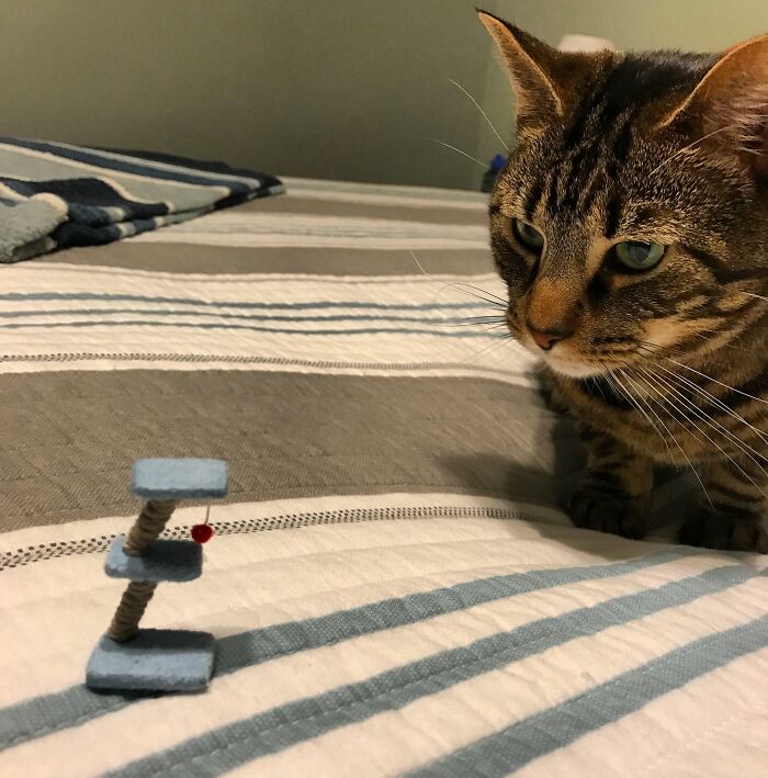 A cat looking skeptically at a tiny cat tree toy on a striped bedspread.