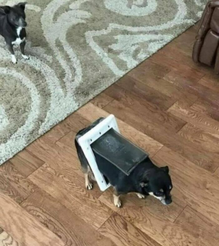 Dog stuck in a pet door flap, standing on a wooden floor, with another dog nearby. A challenging day for pets.