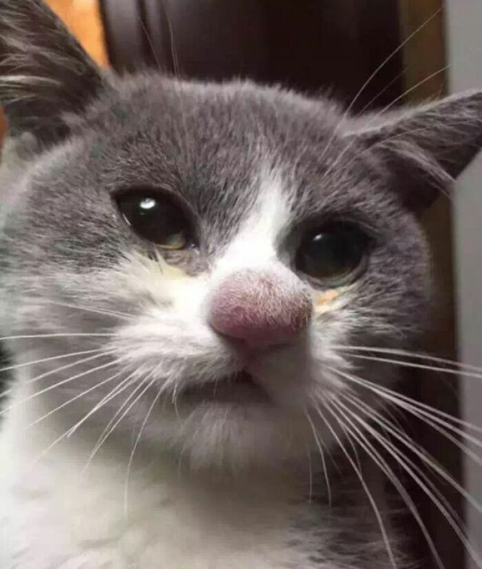 A gray and white cat with a forlorn expression, possibly having a worse day.