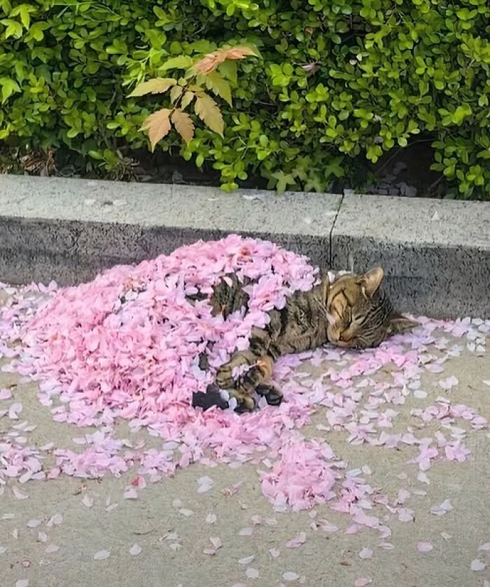 Cat hilariously covered in pink petals, sleeping on a sidewalk, capturing a funny animal moment.