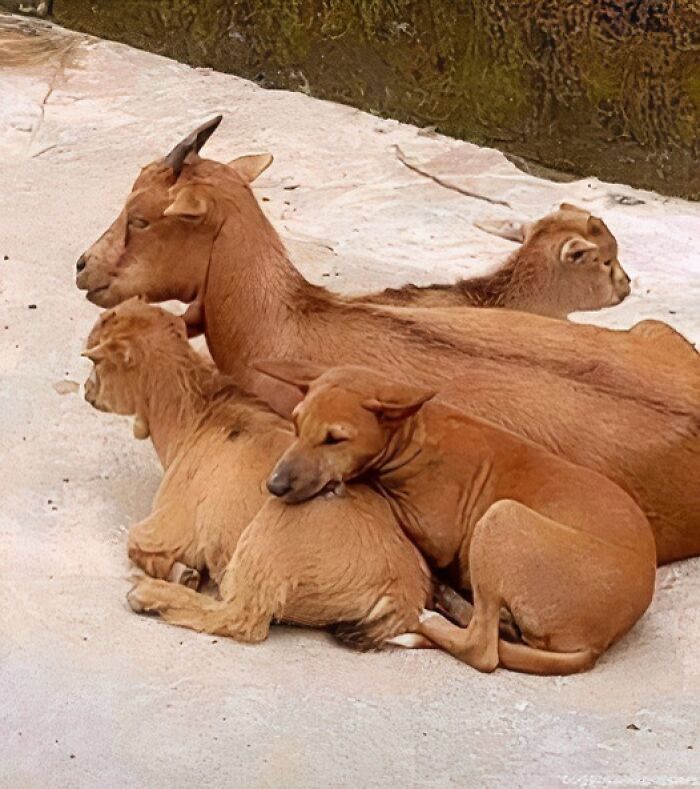 A dog snuggles with a group of goats, creating a hilarious and heartwarming animal moment on camera.