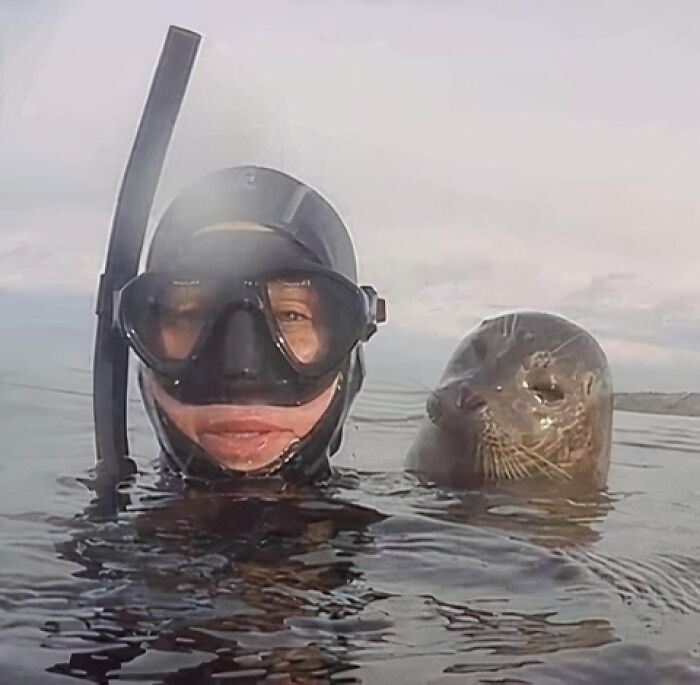 Diver in snorkeling gear with a seal peering over the water, capturing a hilarious moment with an animal.