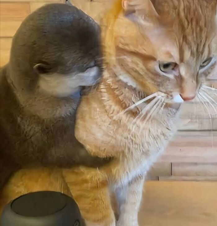 Otter hugging a cat in a funny moment, showcasing important animal images.
