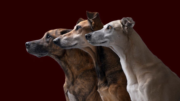 Three hunting dogs elegantly posed, showcasing purpose-driven art in a portrait by Elke Vogelsang.