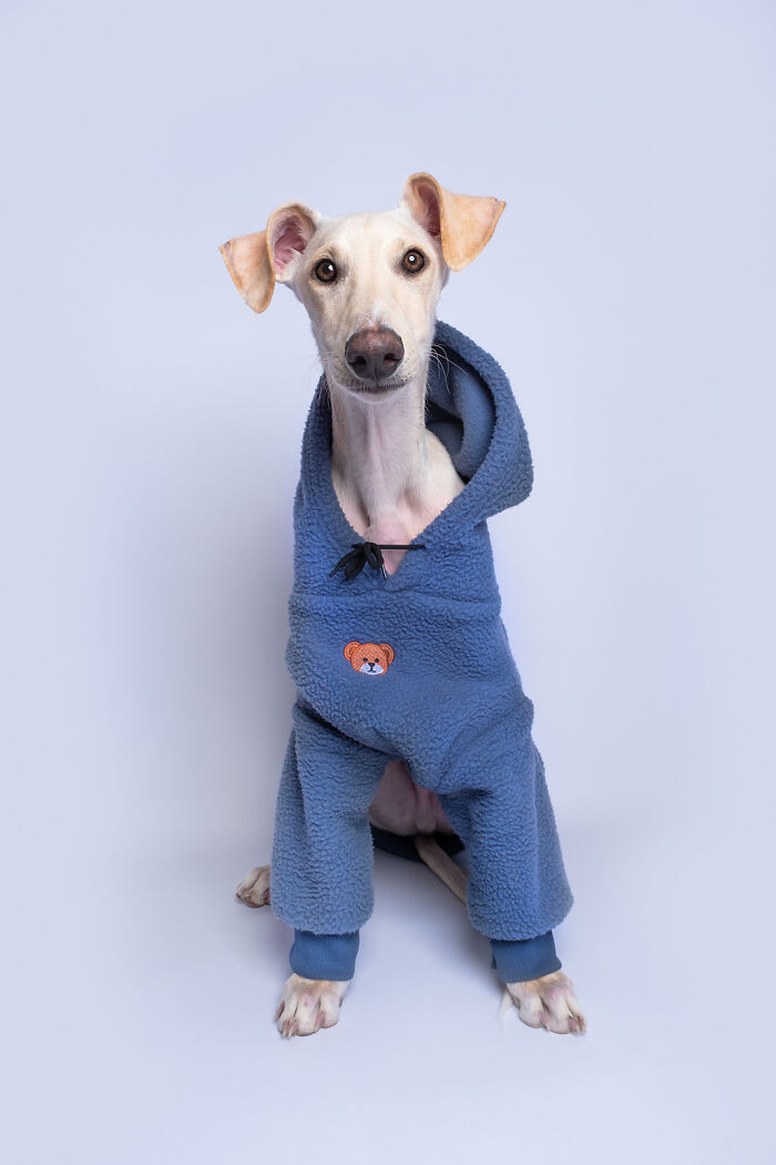 Hunting dog portrait by Elke Vogelsang, wearing a blue outfit with an embroidered teddy bear design.