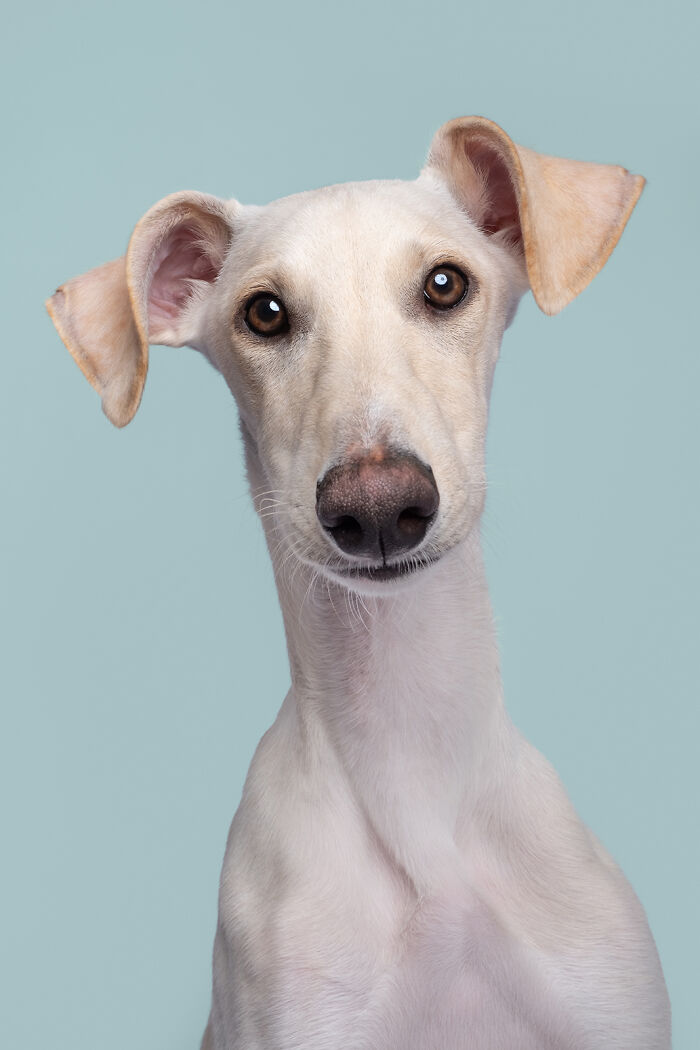 Portrait of a hunting dog on a light blue background, showcasing art with purpose by Elke Vogelsang.