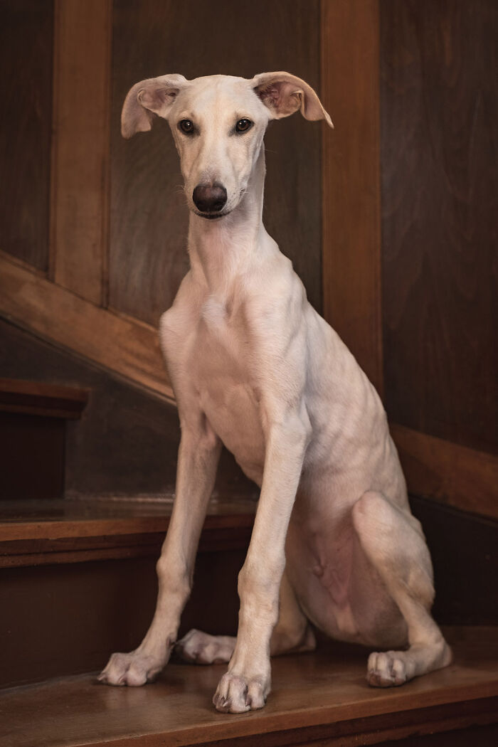 Portrait of a hunting dog sitting on stairs, captured by Elke Vogelsang.