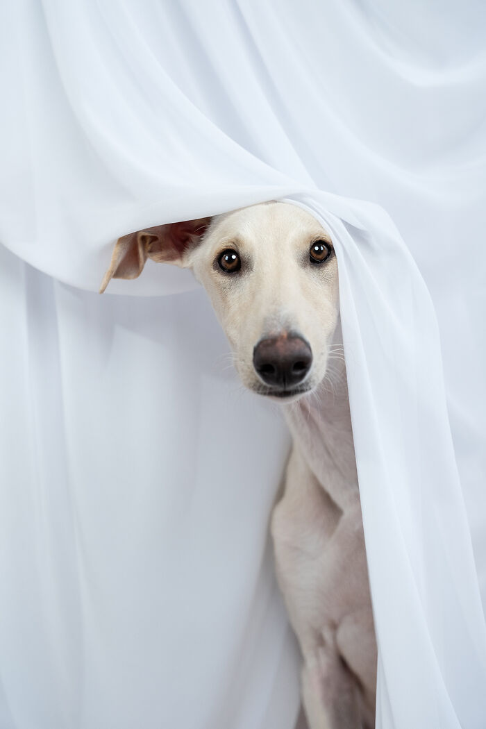 Hunting dog peeks from behind white fabric in an artistic portrait by Elke Vogelsang.