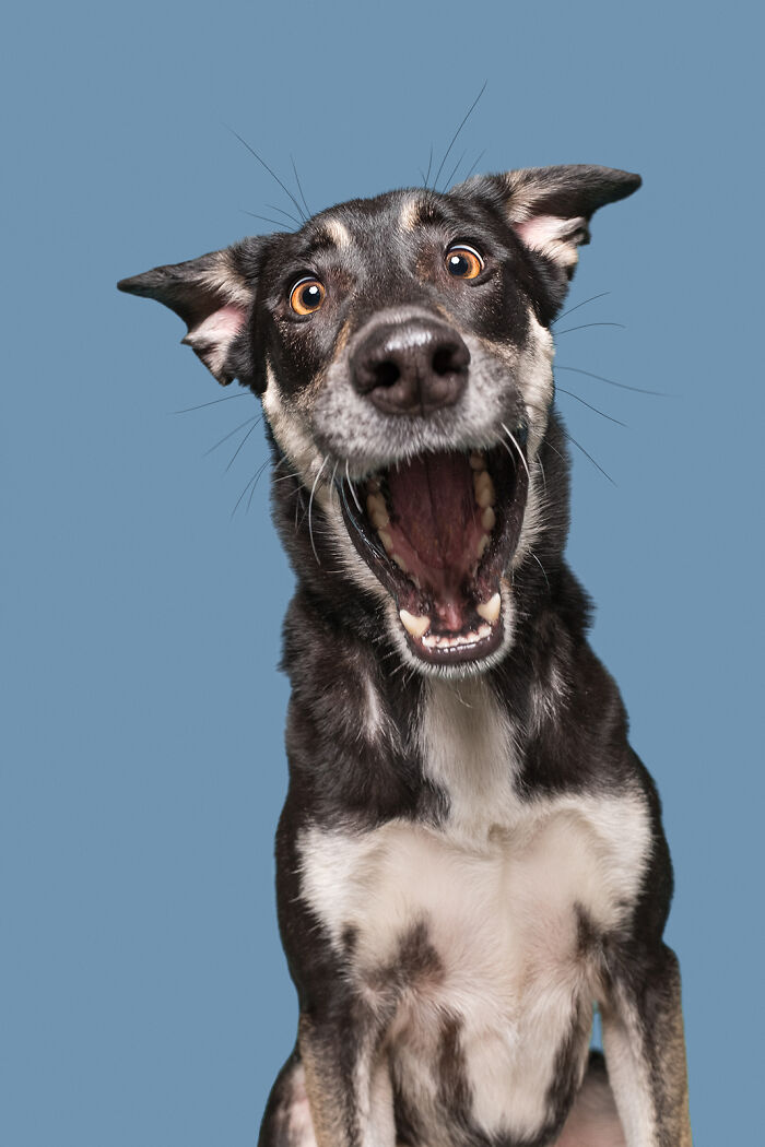 Cheerful hunting dog portrait by Elke Vogelsang, capturing expressive emotion against a blue background.