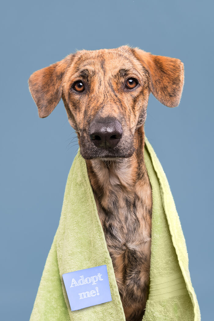 Portrait of a hunting dog by Elke Vogelsang, draped in a green towel with an "Adopt me!" sign.