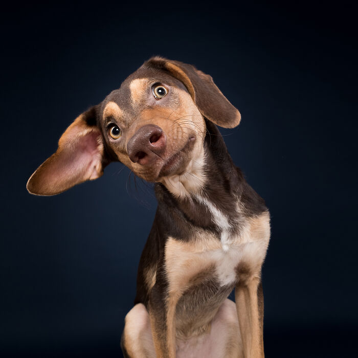 Portrait of a curious hunting dog by Elke Vogelsang, showcasing art with purpose against a dark blue background.