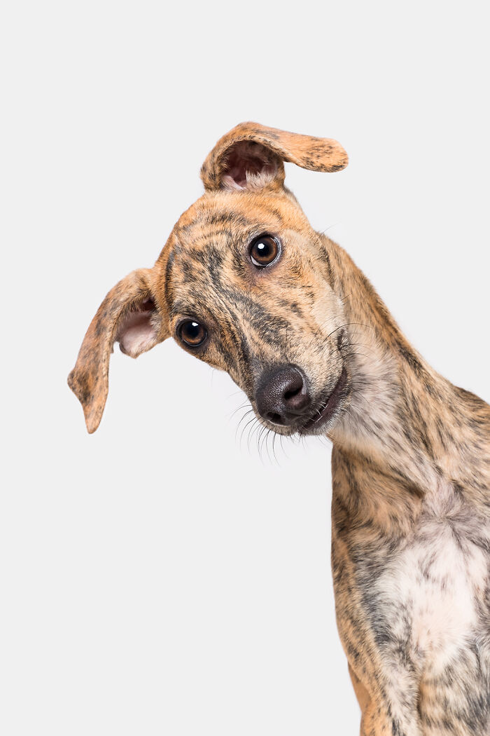 Portrait of a hunting dog with a tilted head, showcasing unique brindle markings by Elke Vogelsang.