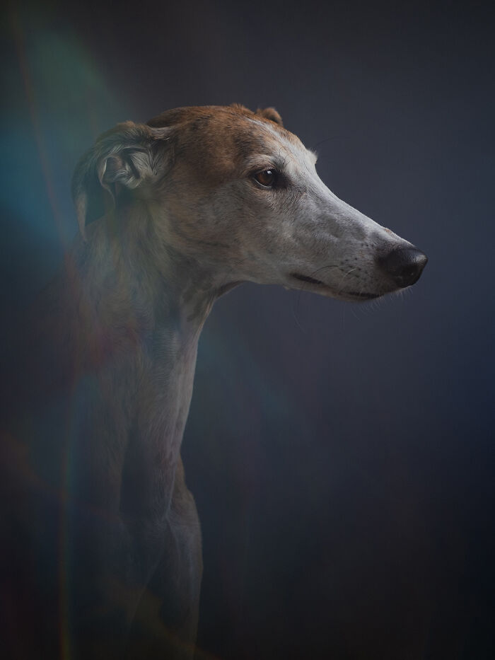 Portrait of a hunting dog by Elke Vogelsang, showcasing its profile in a dramatic dark setting.