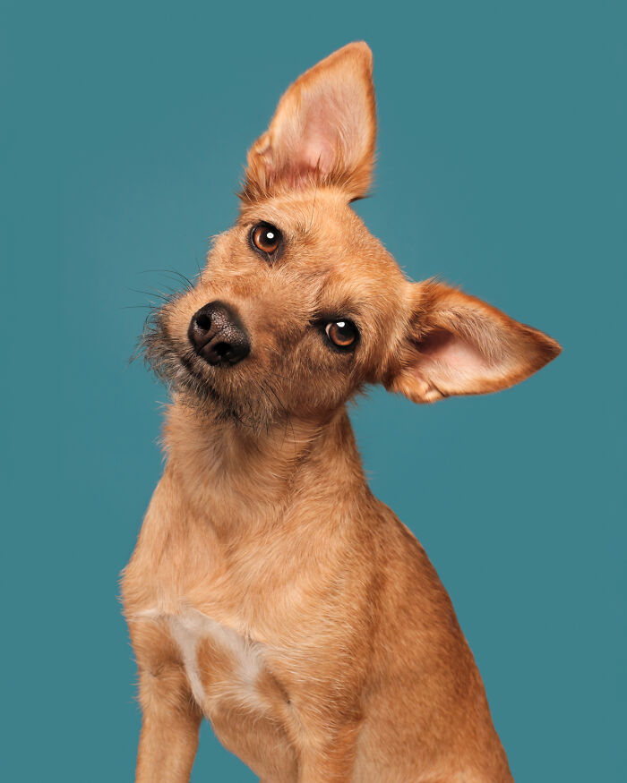 Portrait of a hunting dog with head tilted, photographed by Elke Vogelsang against a teal background.