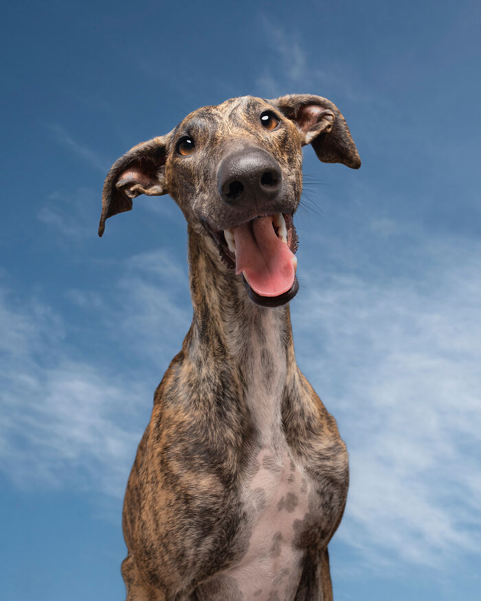 Portrait of a hunting dog by Elke Vogelsang, featuring a happy canine with a blue sky background.