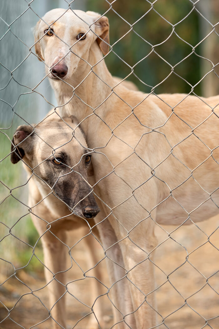 Portrait of hunting dogs by Elke Vogelsang, captured behind a wire fence.