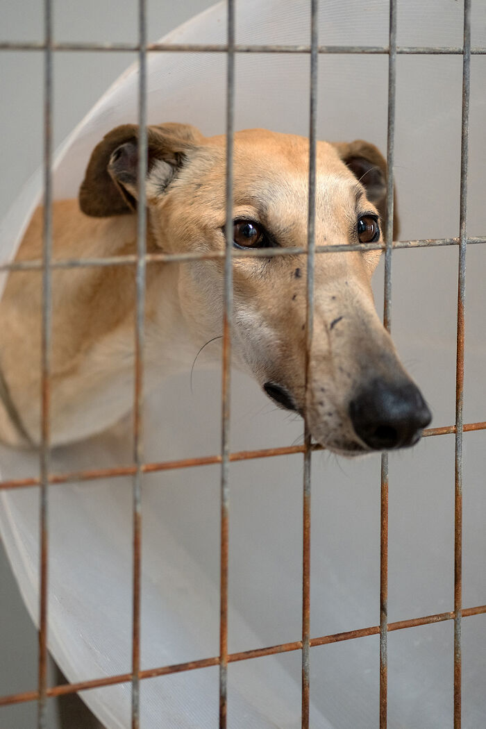 Hunting dog portrait by Elke Vogelsang, featuring a greyhound in a cone collar, looking through a wire fence.