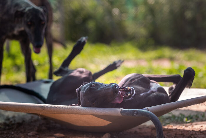 Elke Vogelsang captures a playful hunting dog lounging outdoors on a sunny day.