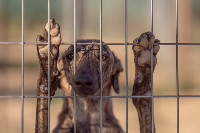Portrait of a hunting dog pressing against a wire fence by Elke Vogelsang, highlighting expressive eyes and detailed paws.