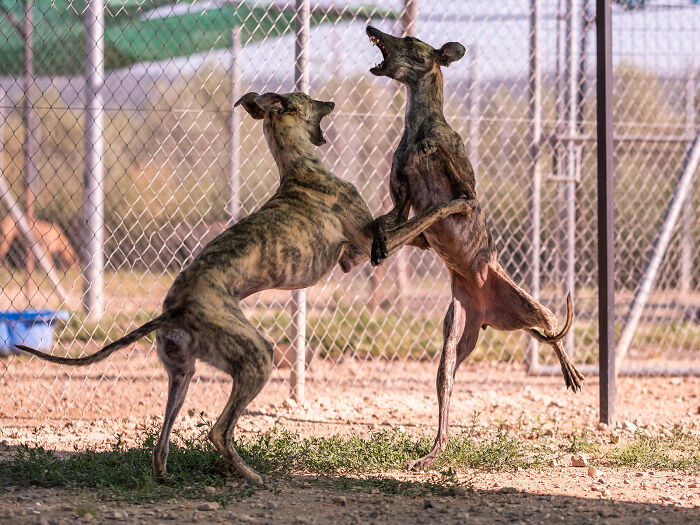 Two hunting dogs playing energetically in a fenced area, capturing a lively moment by Elke Vogelsang.