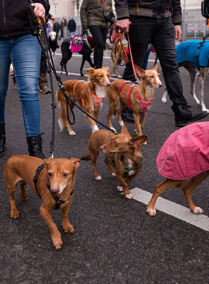 Group of hunting dogs on leashes at an outdoor event, captured in an artistic portrait setting.