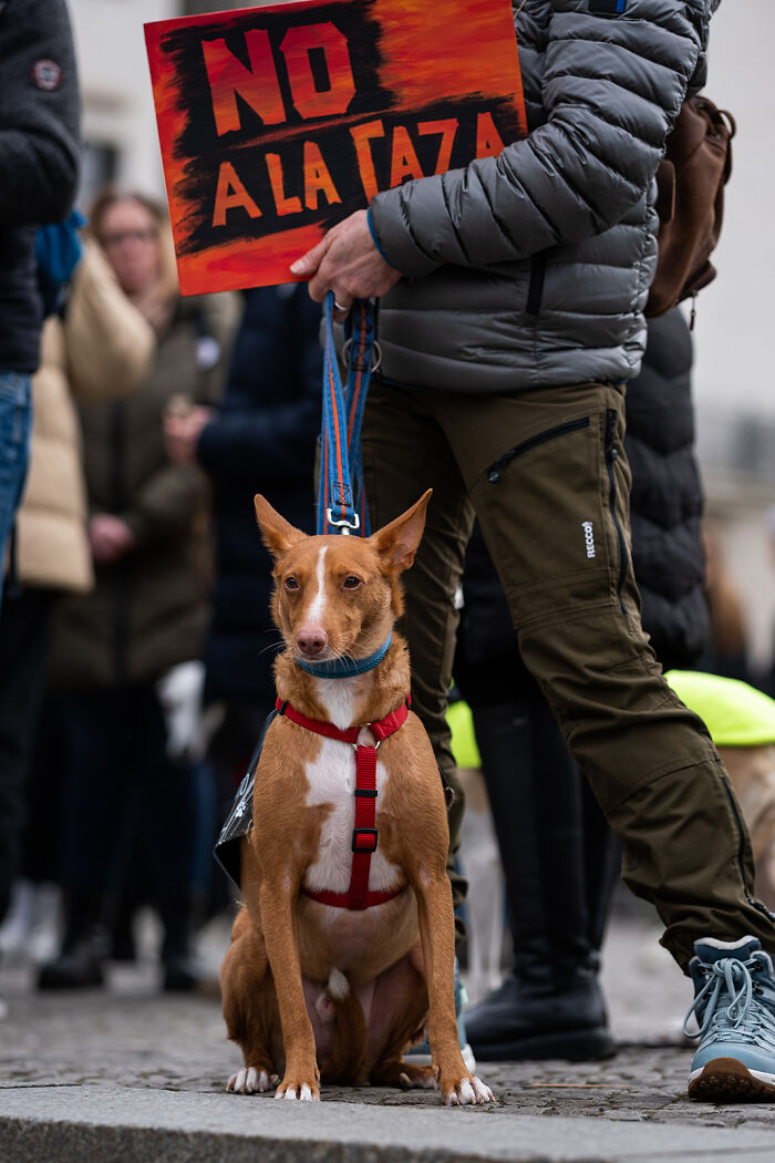 Protest with hunting dogs; person holding a "No a la caza" sign, emphasizing art with purpose.