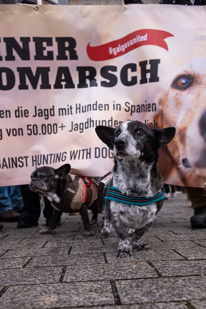 Hunting dogs in front of a protest banner, photographed by Elke Vogelsang.