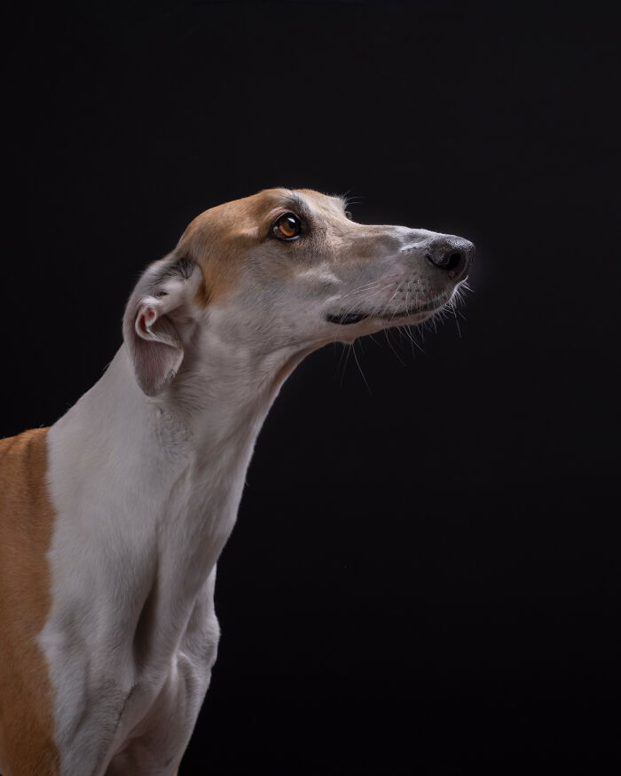 Portrait of a hunting dog by Elke Vogelsang against a dark background, showcasing its elegant profile.