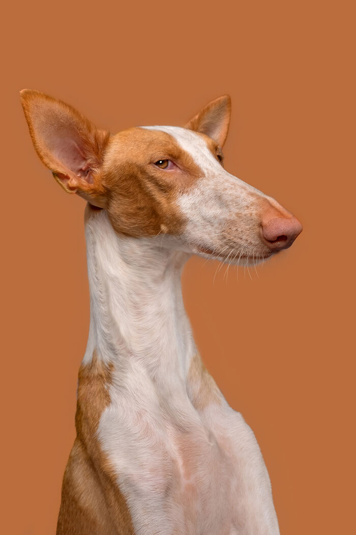 Portrait of a hunting dog by Elke Vogelsang on a solid brown background, showcasing its elegant pose and expression.