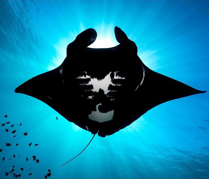 A large manta ray swims gracefully beneath the sunlit ocean, capturing the magical world where ocean meets sky.