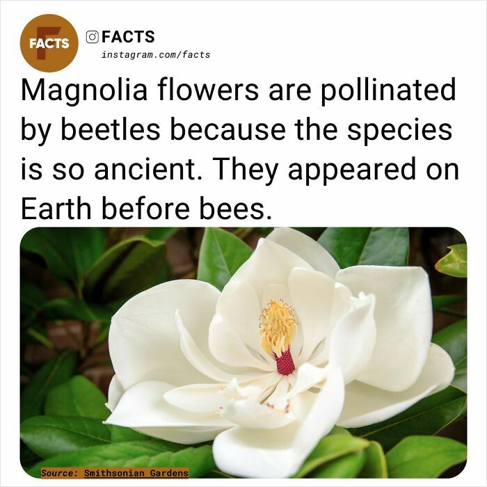 Magnolia flower with text about their ancient pollination by beetles, highlighting fascinating facts about their history.